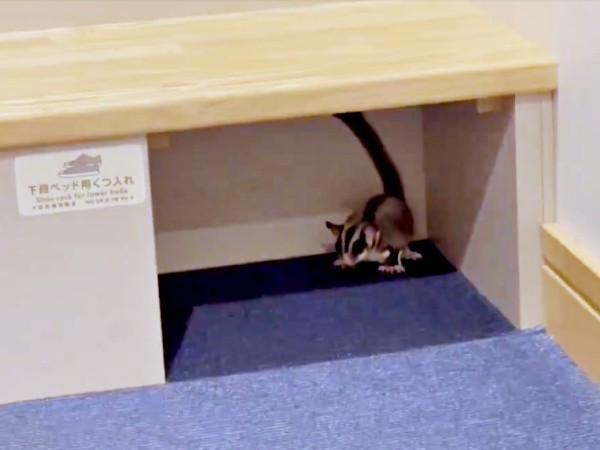 船内にモモンガ！？ 棚下に身を隠す様子（画像提供：ちゃちゃまると下僕さん）