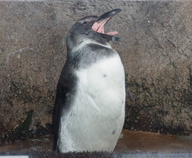 昨年冬に誕生した「れい」
