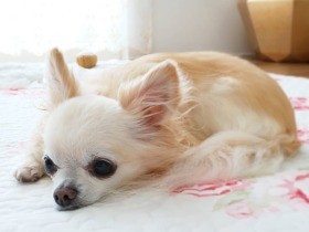 パパ会社？　つまんない…　チワワ「RoyalMilkTea」