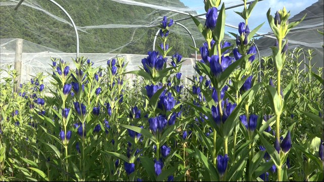 西日本一の産地でリンドウの出荷最盛期　　岡山・新見市