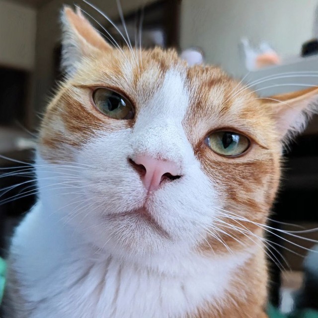 まん丸顔です＝tunakundayoさん提供