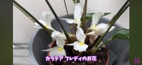 カラテア　フレディのお花／「くまパン園芸 KOBI's Houseplants Life」（@kumapan）提供