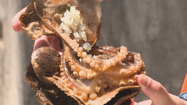 高松市の漁協が瀬戸内海にイイダコの卵を放流　高松市庵治町
