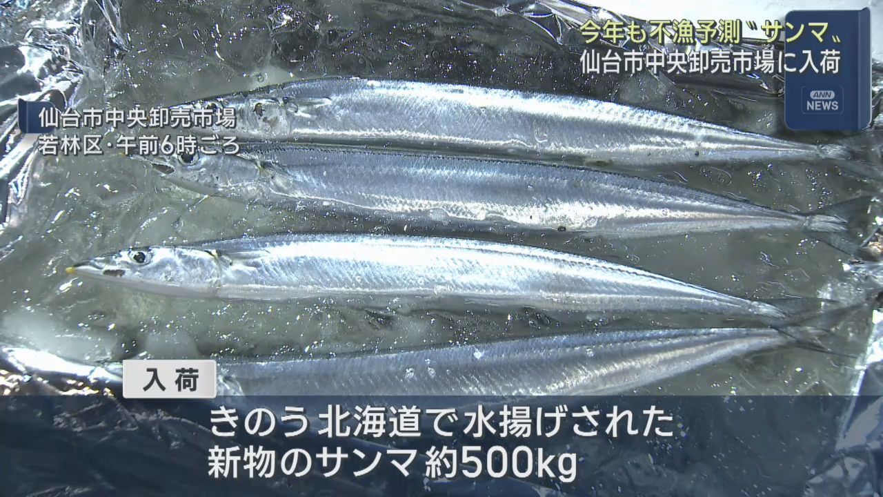 秋の味覚サンマ　仙台市中央卸売市場に入荷　入荷少なく高値で取引