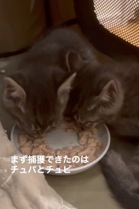 まず捕獲できたのがチュパちゃんとチュピちゃん（「TetoMoco | 猫活するママの暮らし」さん提供、Instagramよりキャプチャ撮影）