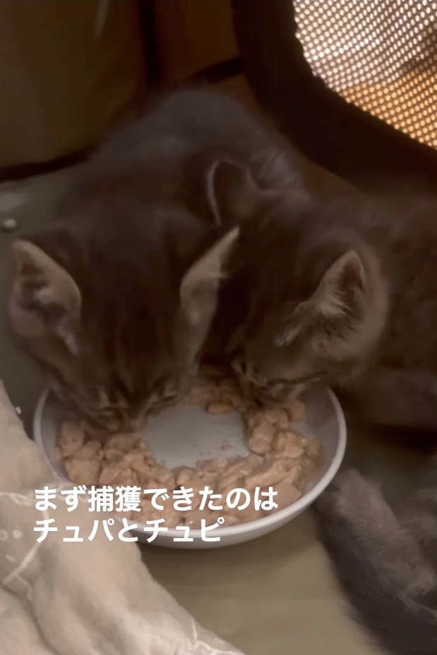 まず捕獲できたのがチュパちゃんとチュピちゃん（「TetoMoco | 猫活するママの暮らし」さん提供、Instagramよりキャプチャ撮影）