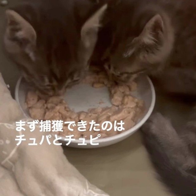 まず捕獲できたのがチュパちゃんとチュピちゃん（「TetoMoco | 猫活するママの暮らし」さん提供、Instagramよりキャプチャ撮影）
