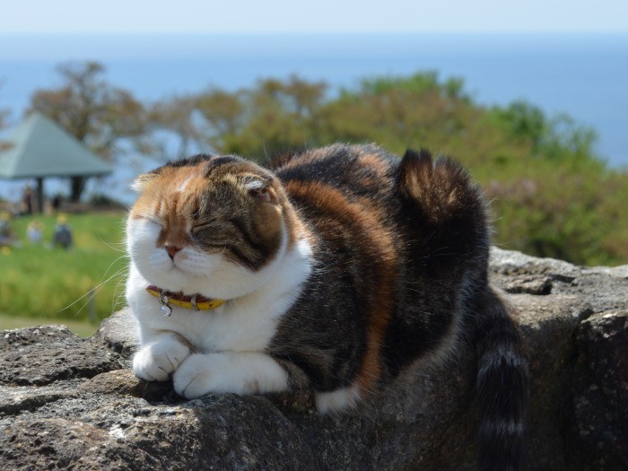 神奈川の公園、丘の上のチャミ 