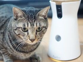 猫の見守りカメラ導入　おやつをポンポンやったら、猫ふっくら