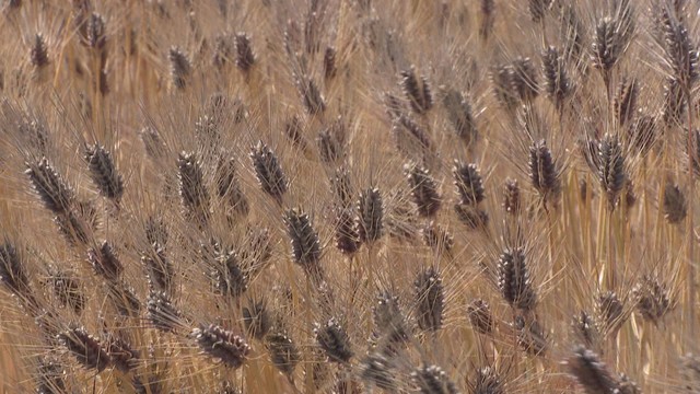讃岐もち麦ダイシモチ　小学生が栽培とPR体験学習　香川・善通寺市