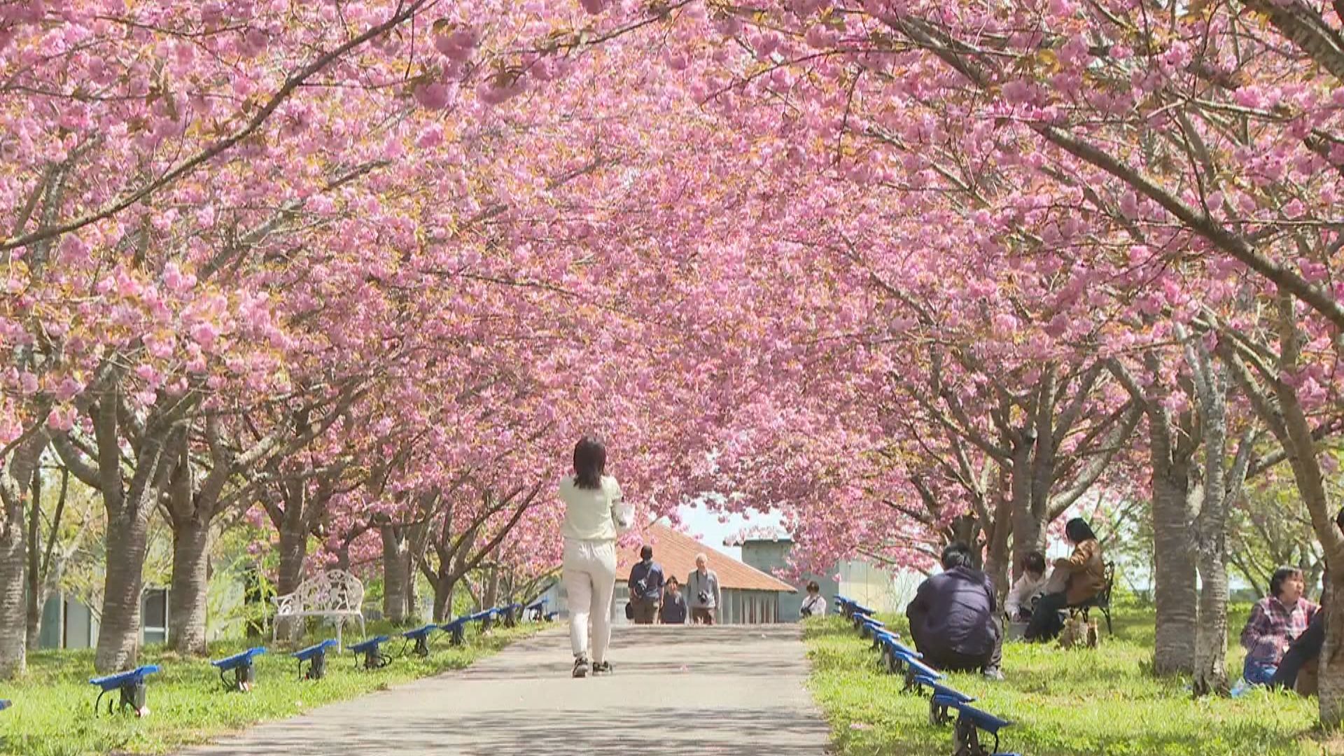 桜と共に楽しむ春の賑わい！