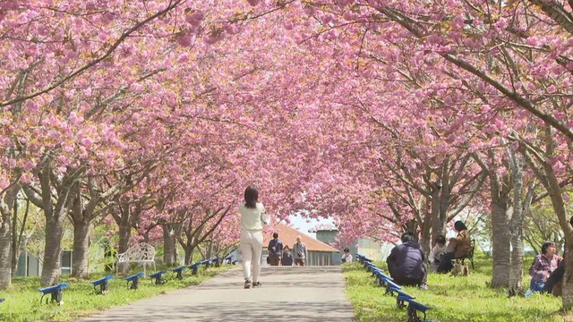 まだ“桜”が楽しめる！　新見市の羅生門さくら公園で「カンザン」が見ごろ　黄色や黄緑色の桜も　岡山