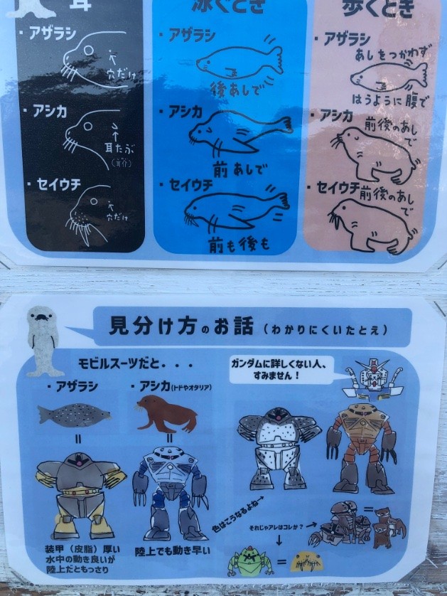 おたる水族館流「アザラシ・アシカ・セイウチ見分け方」（葛西伸哉さん提供）