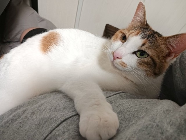セルゥさんにくっついてゴロゴロと喉を鳴らすセルジオ悦子ちゃん。ゴロゴロの癒し効果でセルゥさんの髪はいつかフサフサに…（画像提供：セルゥゥゥゥァァァァァさん）