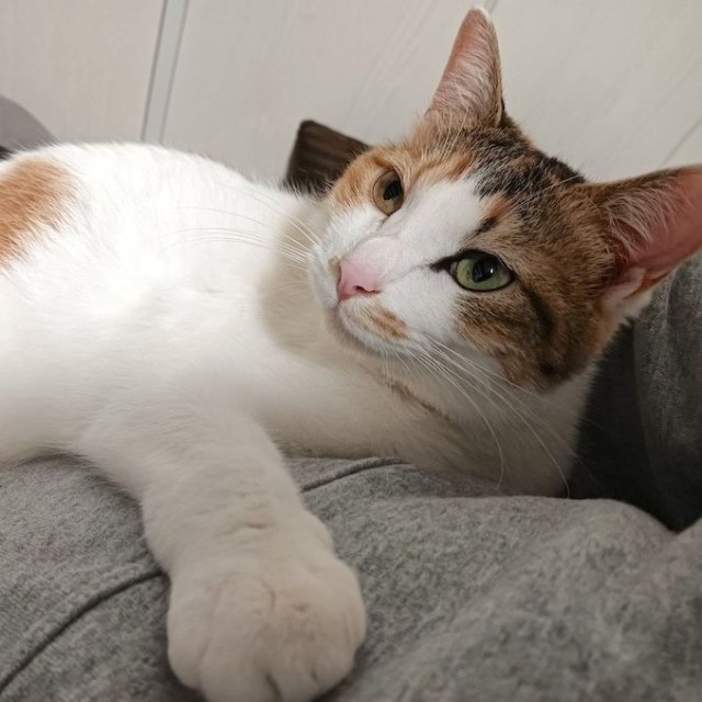 セルゥさんにくっついてゴロゴロと喉を鳴らすセルジオ悦子ちゃん。ゴロゴロの癒し効果でセルゥさんの髪はいつかフサフサに…（画像提供：セルゥゥゥゥァァァァァさん）