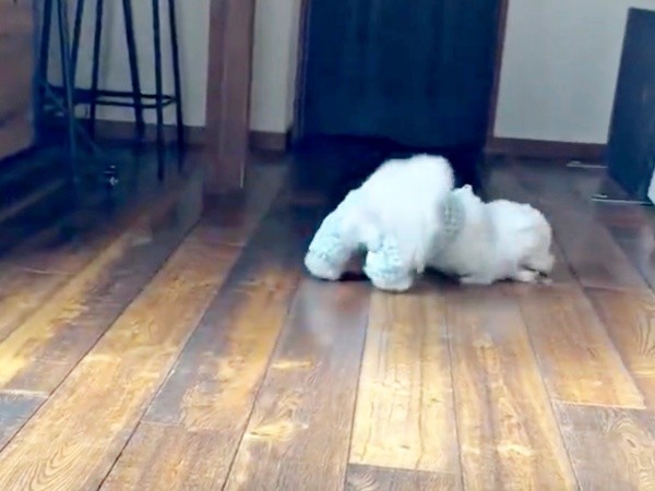 再び、床に伏してすいすい進むせとくん（画像提供：せとくん）