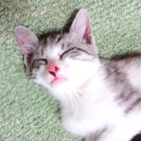 保護翌日、すやすや眠るミーコさん（画像提供：今日のミーコさん）