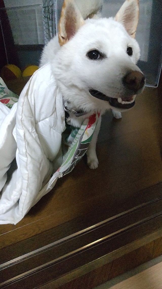 クッション首に巻き付いてた！？