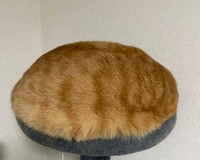 焼きたてのパンにしか見えないみんたくん（提供：保護猫みんた様と下僕のぺちの助🍏さん）