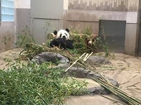 上野動物園でも夜イベント　パンダに始まり……
