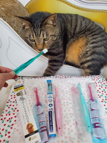 先が丸い歯ブラシは、はっぴーの口には大きすぎました。トラちゃんはこの形状がいいみたい。それぞれに合う形やサイズを見つけるのも大事ですね。