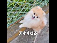 さっと道の端に移動したレオくん（画像提供：レオさん）