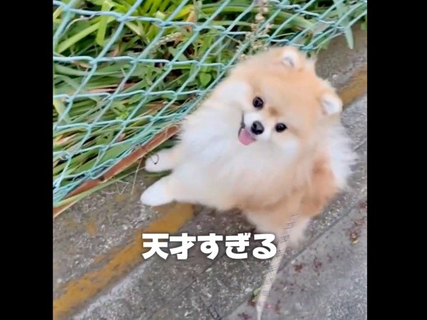 さっと道の端に移動したレオくん（画像提供：レオさん）