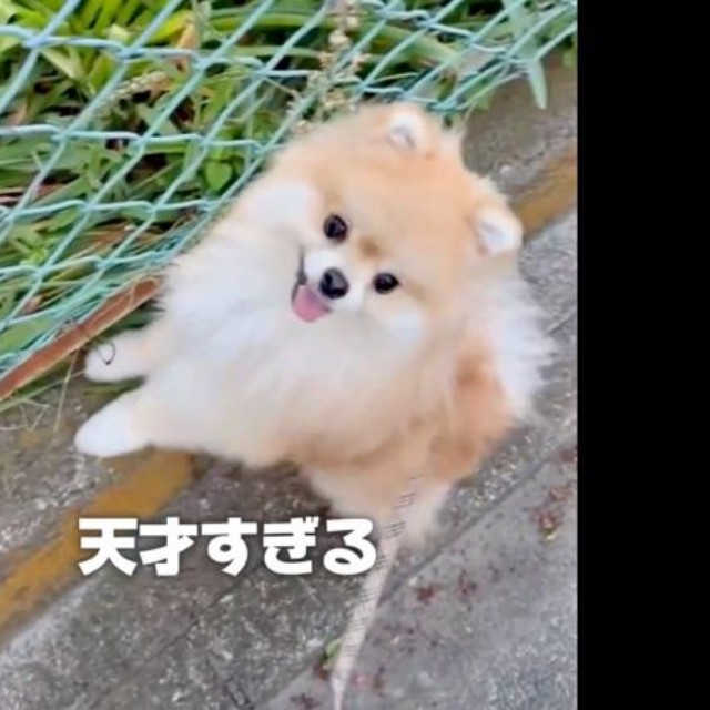 さっと道の端に移動したレオくん（画像提供：レオさん）