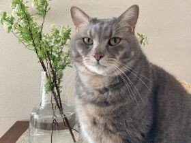 ん～、いいニオイ！　カレーや香辛料の香りが大好きなミックス猫「らいむ」