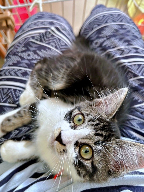 飼い主さんの膝上でくつろぐエルちゃん（画像提供：飼い主さん）