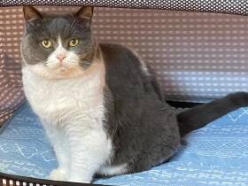 ずっと入りたかったにゃ　兄のキャリーでご満悦なブリティッシュショートヘア「ナナ」