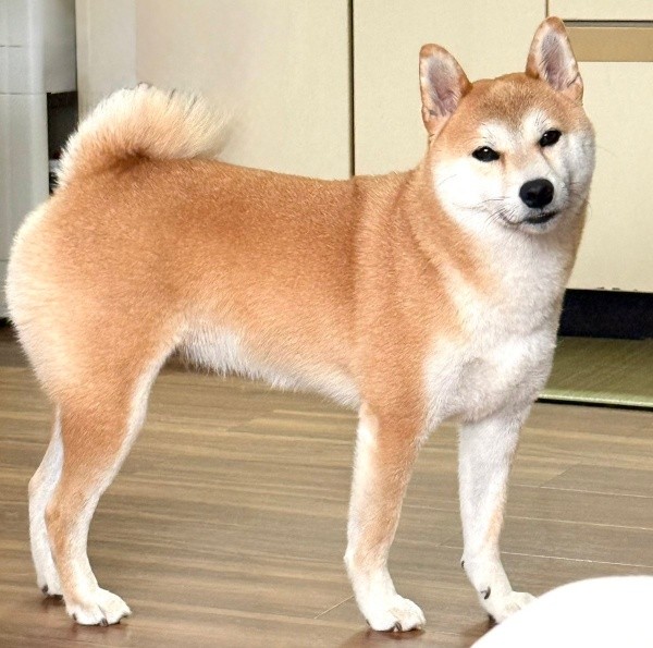 「かわいい」と言ったら――呼んだ？ と見つめるつくねちゃん（画像提供：柴犬つくねさん）