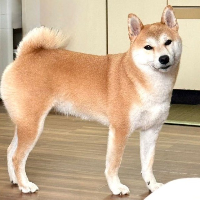「かわいい」と言ったら――呼んだ？ と見つめるつくねちゃん（画像提供：柴犬つくねさん）