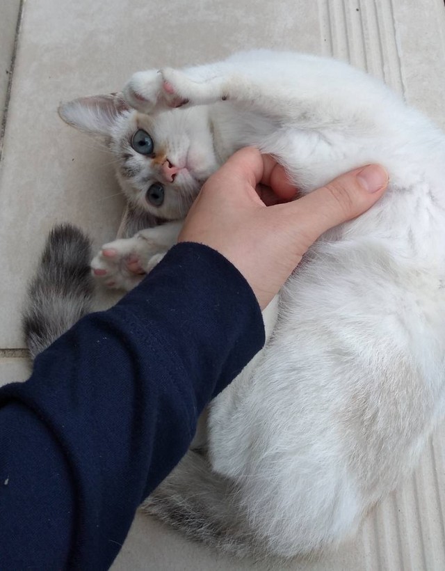 飼い主さんに送られてきたオタルちゃんの写真。へそ天ポーズがキュート（画像提供：らいらいももさん）