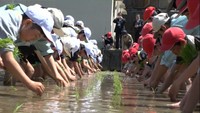 高校生と小学生が田植えで交流　9月には一緒に収穫　岡山・新見市