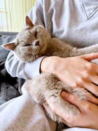 抱っこで二度寝したいもめんくん（画像提供：もめんさん）