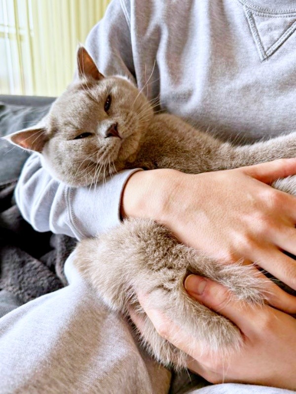 抱っこで二度寝したいもめんくん（画像提供：もめんさん）