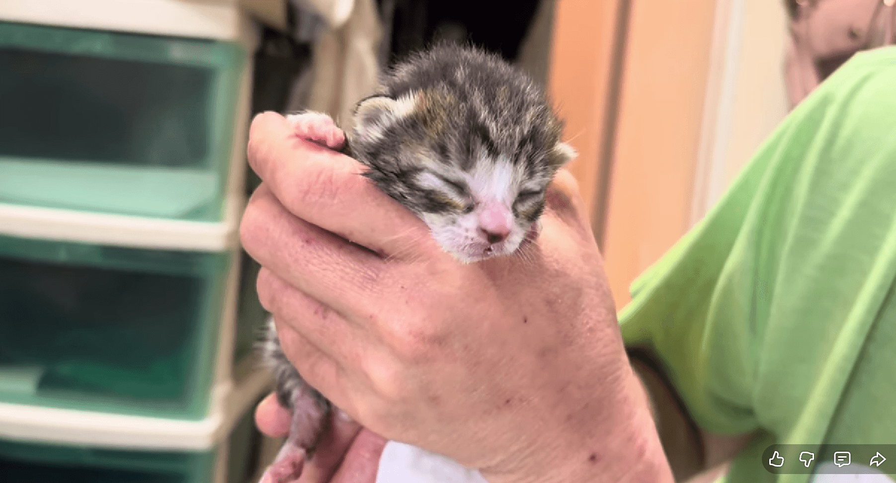 まだ目も開いていない／画像提供：飼育係