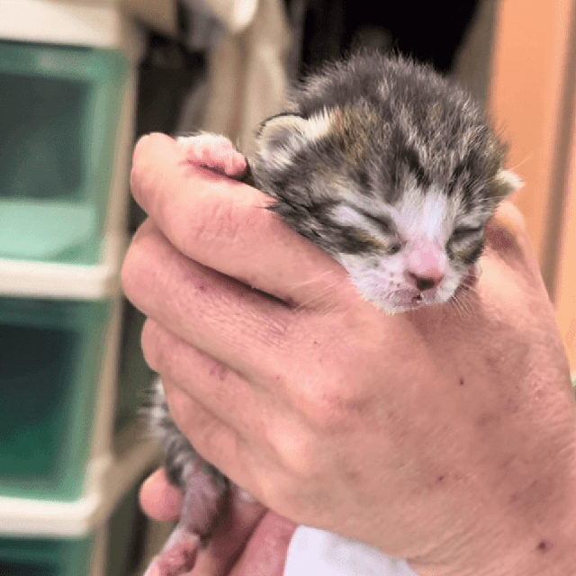 まだ目も開いていない／画像提供：飼育係