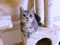 キャットタワーでくつろぐ翠ちゃん（画像提供：@rhdrw.anさん）