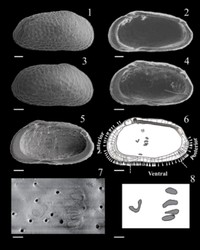 Journal of Paleontologyにて内山ケイさんと指導教員さんで発表した新属新種の介形虫化石（提供：内山ケイさん）
