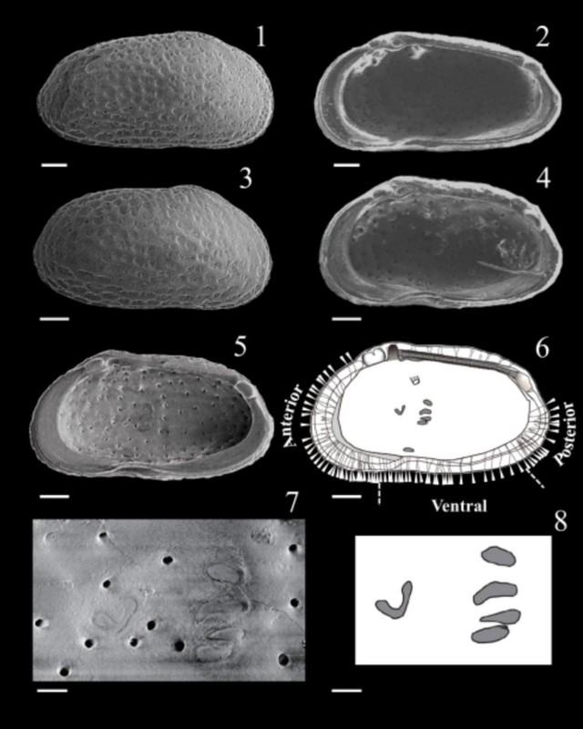 Journal of Paleontologyにて内山ケイさんと指導教員さんで発表した新属新種の介形虫化石（提供：内山ケイさん）