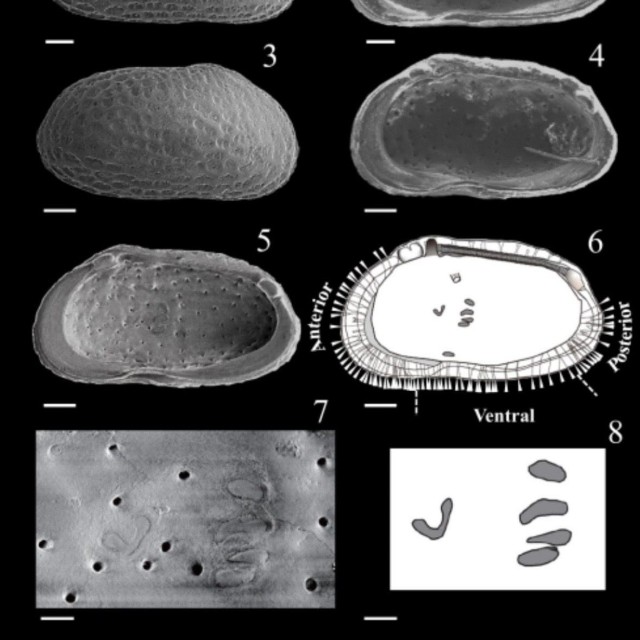Journal of Paleontologyにて内山ケイさんと指導教員さんで発表した新属新種の介形虫化石（提供：内山ケイさん）
