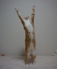 世界ニャンピオン！（提供写真）