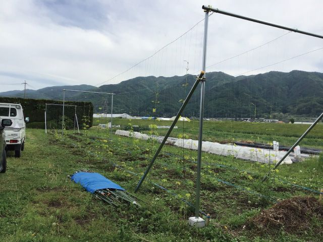 高さも長さもある棚を作りました。棚の上から紐をおろして、そこにホップが伸びていくようにします
