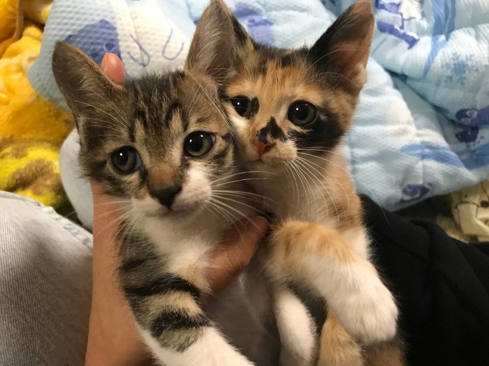 遠藤さんの愛猫、三毛猫「ちま」とキジ白の「ぱじ」（遠藤さん提供）