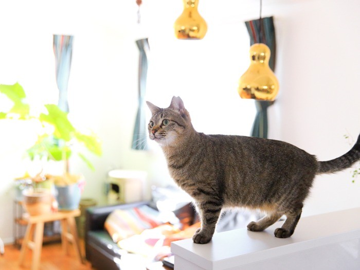 チセの脚の短さも飼い主さんが萌えたポイント。