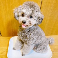 キュートなスマイルが素敵なエマちゃん（画像提供：エマです！さん）