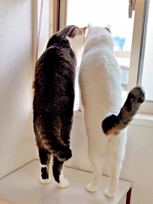 一緒に窓の外を眺める（左から）そぼろくん、先住猫・おかかくん（画像提供：おかかとそぼろの成長記録さん）