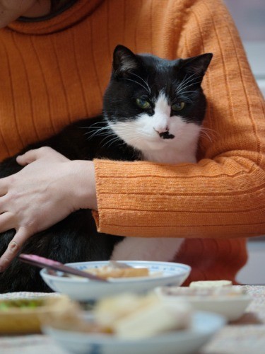 「ダイコンや豆腐に興味はないけど、上にのったカツオ節はいいね」（小林写函撮影）